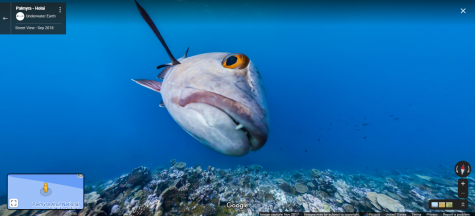 giant fish on google earth