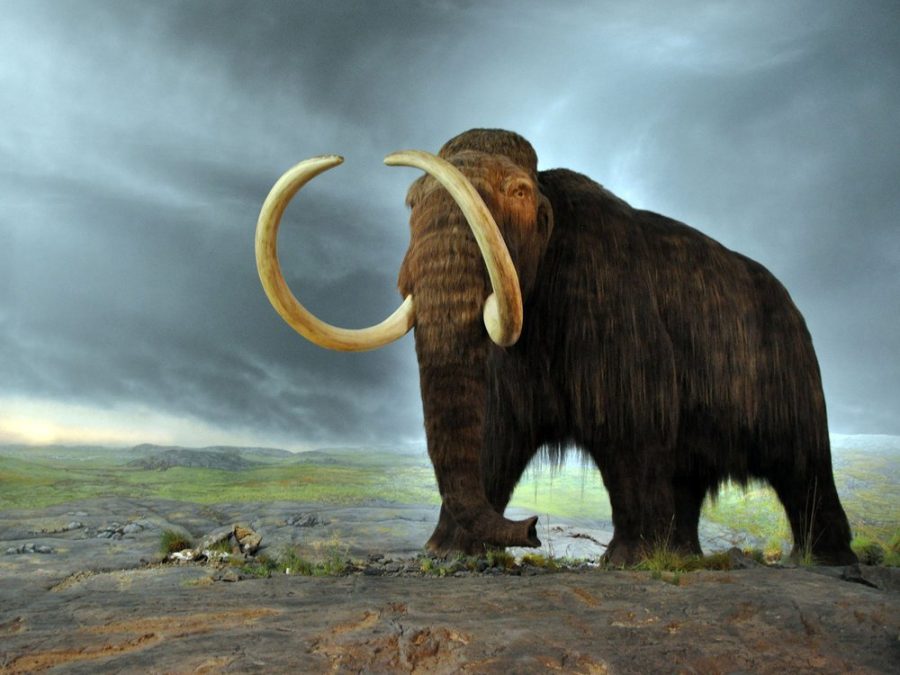 The+Return+of+the+Woolly+Mammoth+Wont+Change+the+Decreasing+Climate