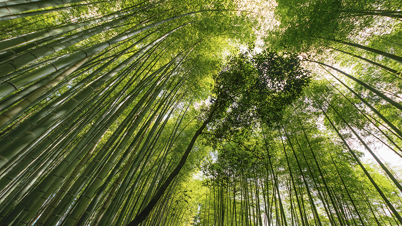 Beautiful green bamboo forest in Japan