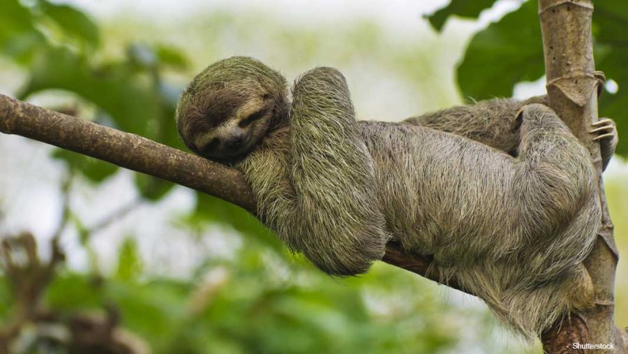 Fun+Facts+About+Sloths