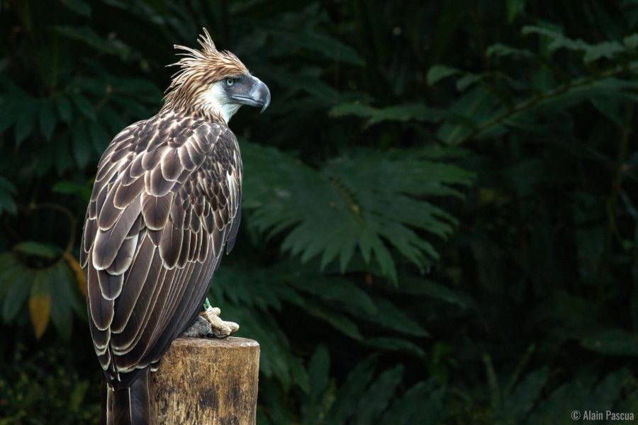Philipine Eagle