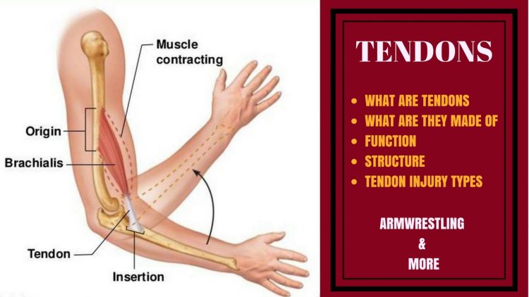 Arm Wrestling Is Bad For Your Arms The Legend   Tendons Cover 