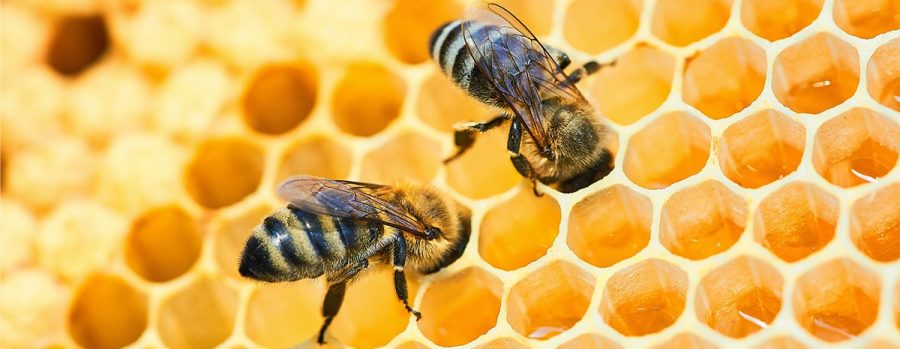 Honey+Bees+Crisis
