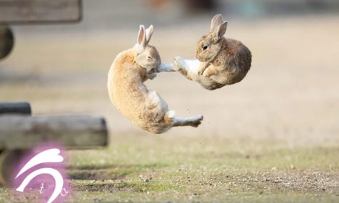 How Aggressive Can Rabbits Get?
