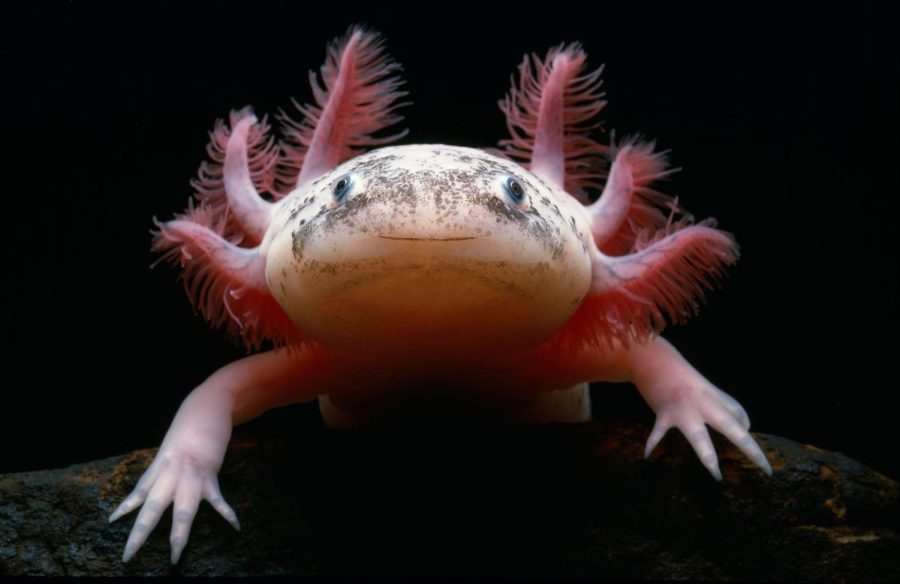 Axolotls are going extinct!