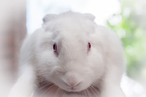 White rabbit with red eyes on Craiyon