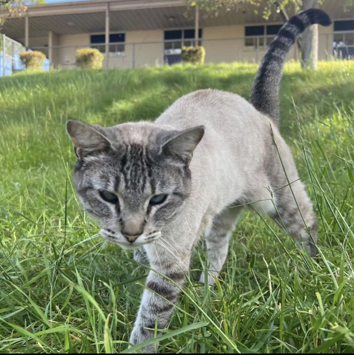 Righetti Warrior Cat