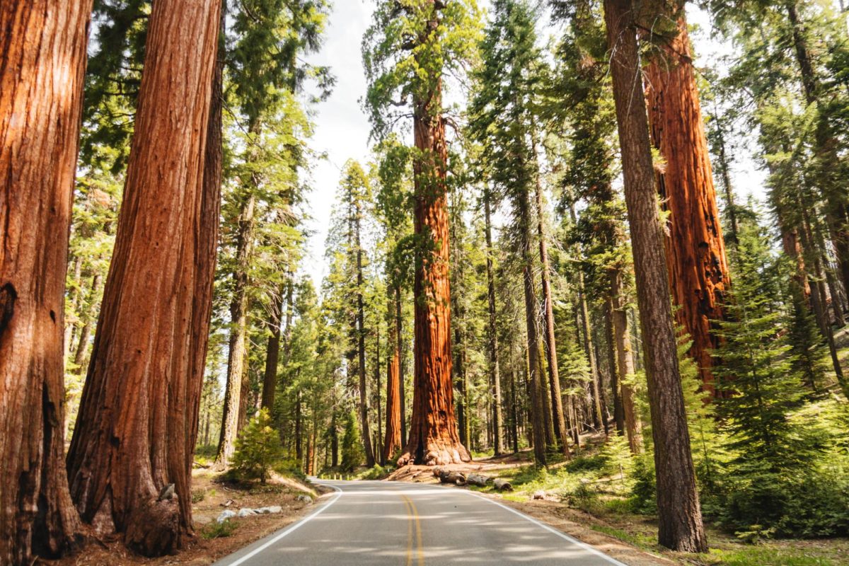 Labor Day at Sequoia National Park