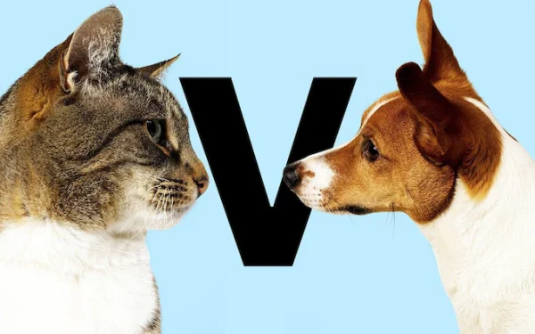 Dogs Vs Cats: Which one is the better pet?