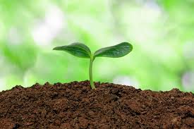 Why Soil Is More Alive Than You Think