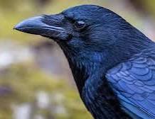 The Strange Intelligence Of Crows