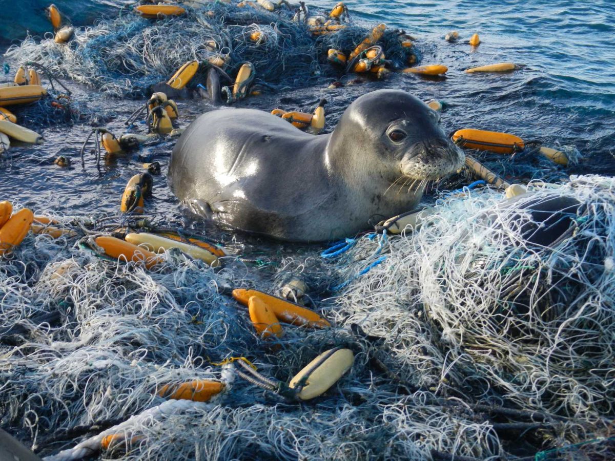 Should Cities Ban Single Use plastics?