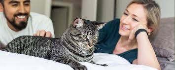 Why Cats Are Interesting Animals