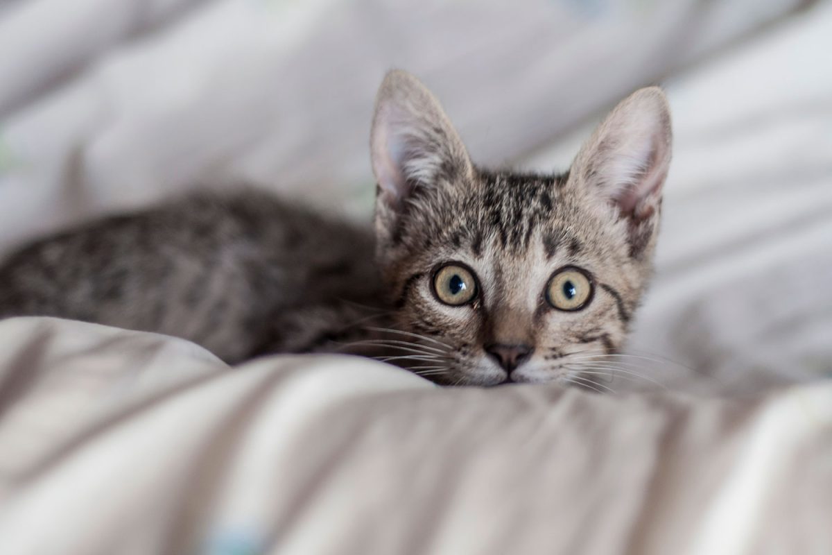 The Secret Behind Indoor Kitties