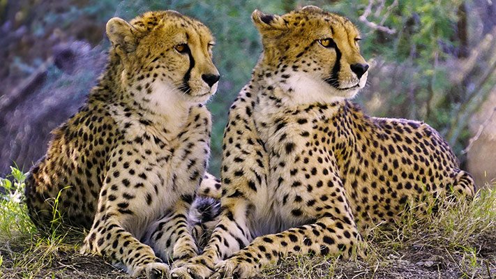 Flashy Cheetahs